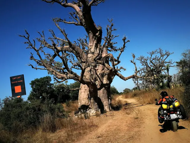 Jízda na motorce nadvoukolech.cz kolem baobabu.