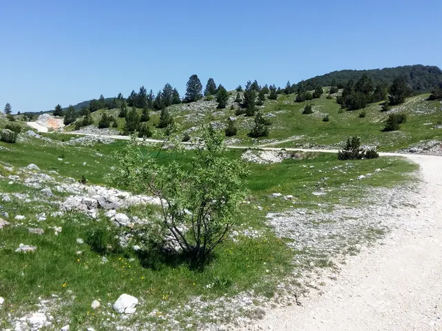 Jarní krajina Bosny s polní cestou a stromy.