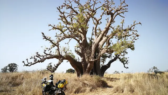 Enduro-Reise in den Senegal: Motorrad an einem majestätischen Baobab